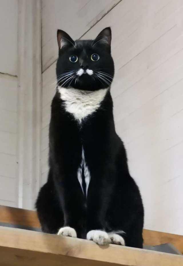 Котовторник
