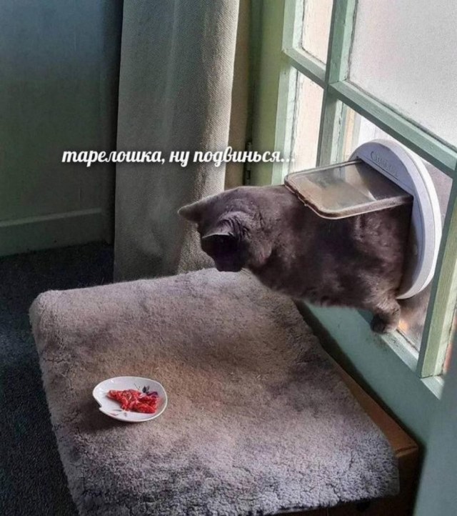 Юмор в картинках и без