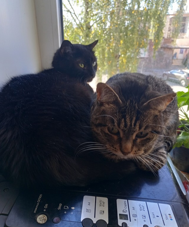 К - Котовторник ☺ Пополнение
