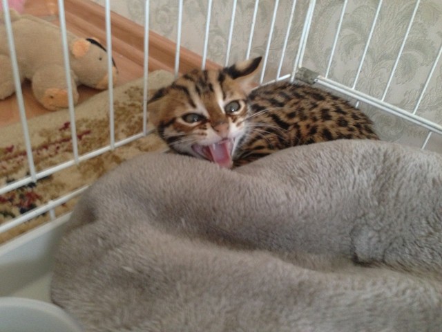 Котовторник 30.04.2013
