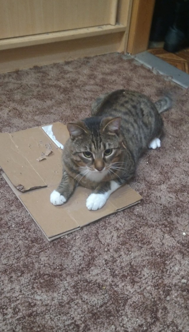 Котаны мои
