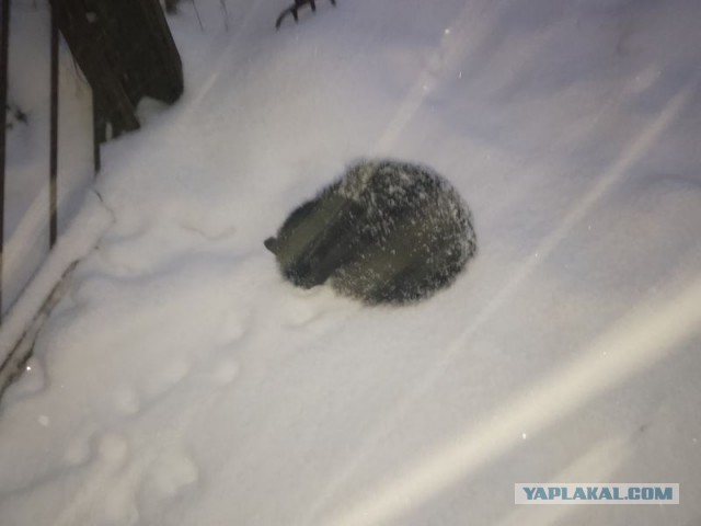 Жизнь домашнего приюта для котеек 478