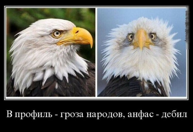 10 смешных кадров дикой природы, когда фотограф немного облажался, но это было только к лучшему