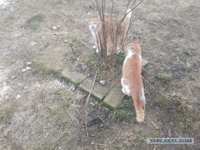 Жизнь домашнего приюта для котеек 483