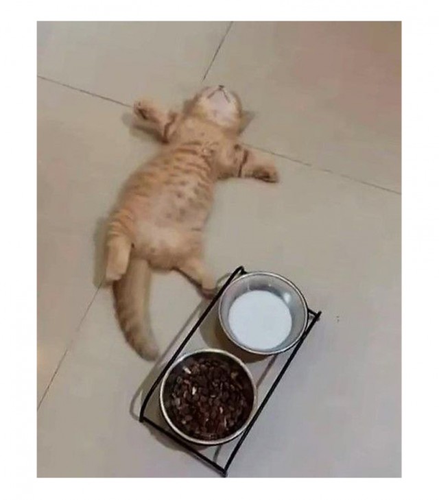 Куча веселых картинок