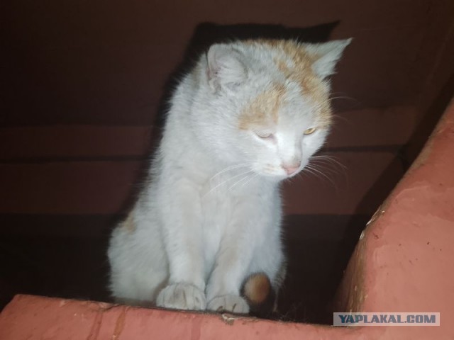 Жизнь домашнего приюта для котеек 494