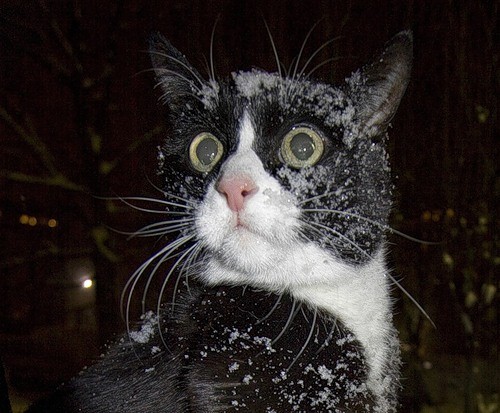 Где весна? К Котовторнику...