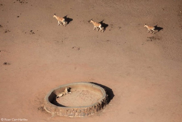 Объявлены победители фотоконкурса Africa Geographic Photographer of the Year 2025