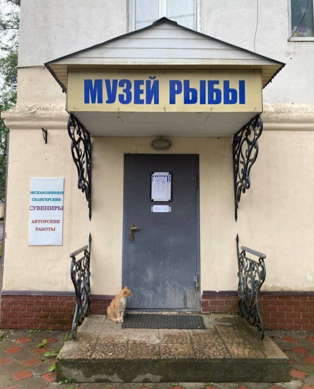 Немного картинкафф для настроения (баяны-перебаяны)