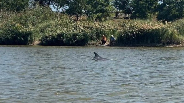 На Кубани спасают Черноморского дельфина, который заплыл в пресную реку