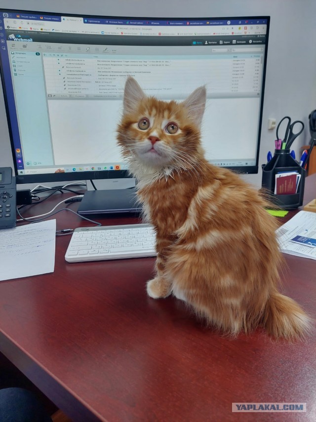 К предстоящему котовторнику