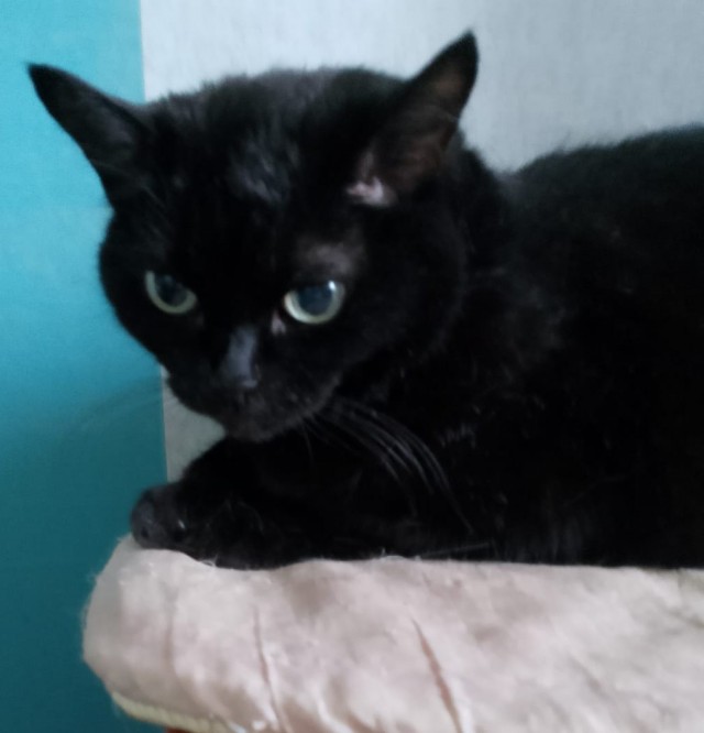 Чёрный котовторник