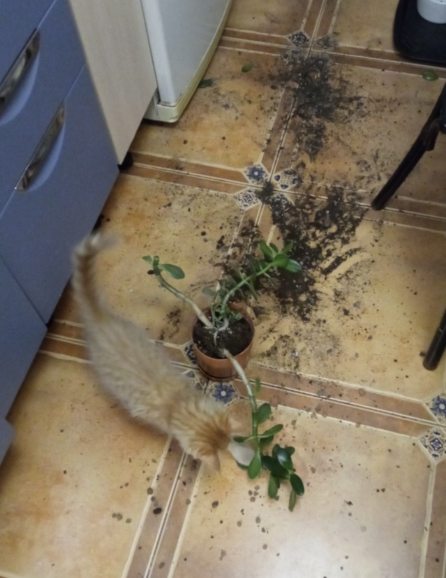 Непоседа