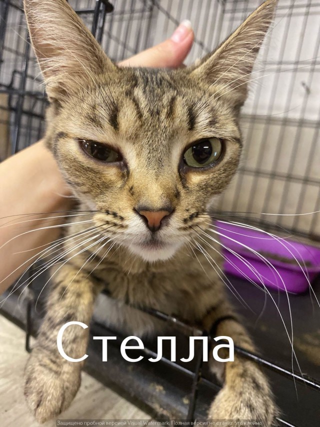 Жизнь домашнего приюта "Котоленд" 550