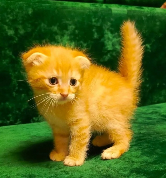 Коты