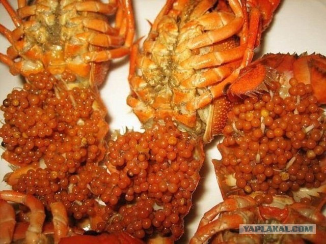 А когда вы  в последний раз видели нормального 25 см-го рака?