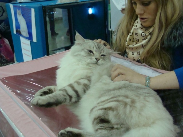 Выставка кошек. Котовторник