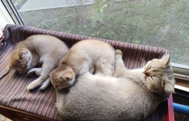 К-котовторник
