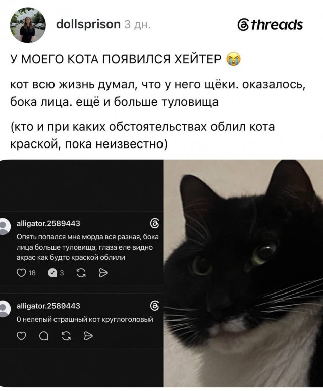 В интернете спорят из-за кота с «огромной круглой головой», который в итоге собрал армию фанатов
