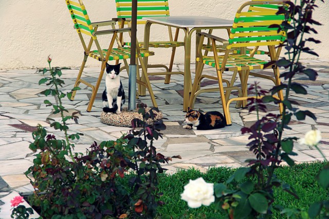 Котовторник 01.04.2014