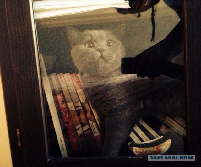 Котовторник   15.04.2014