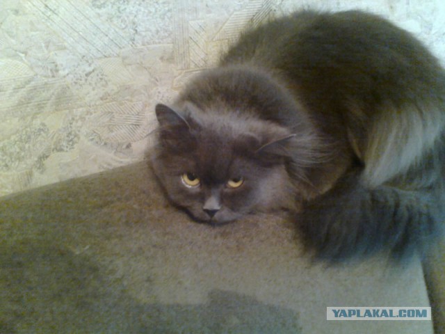 Котовторник  08.07.2014