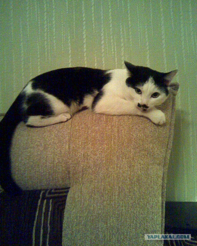 Кошкин блог
