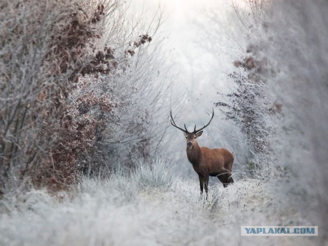 Лучшие фотографии National Geographic