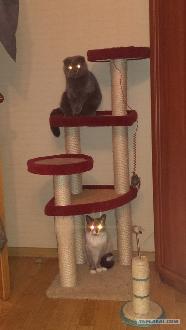 Котовторник 11.11.2014