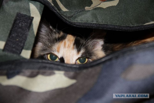 Котовоскресенье