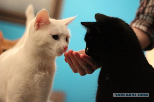 Котовторник 12.03.13