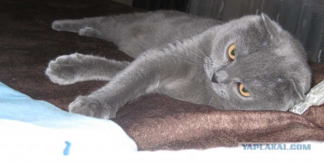 Котовторник 12.03.13