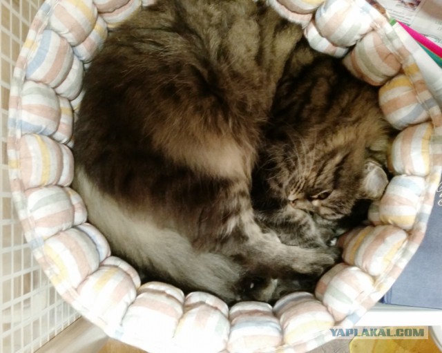 Котовторник 13.10.2015