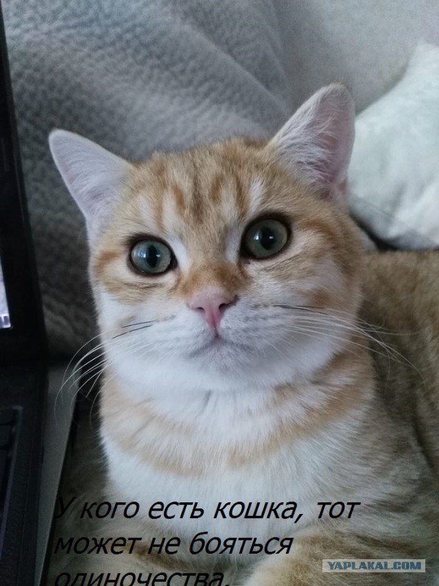 Котовторник  01.03.2016