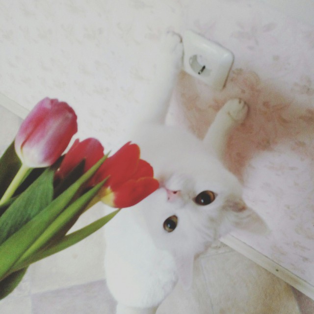 Коты и Кошки
