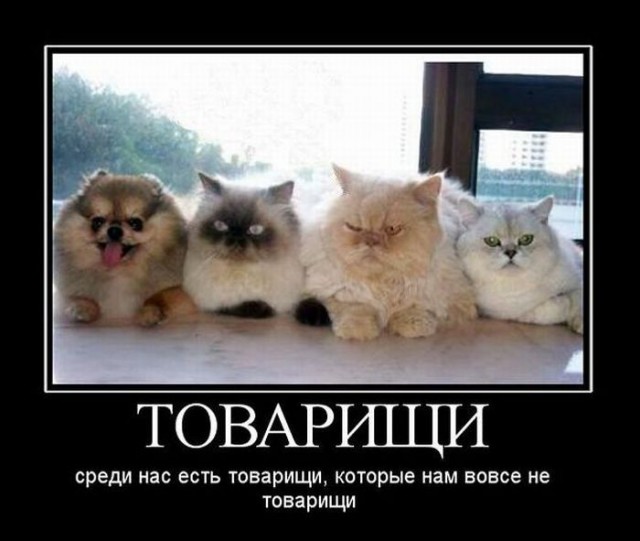 Рука цензуры может дотянуться до ЯПа