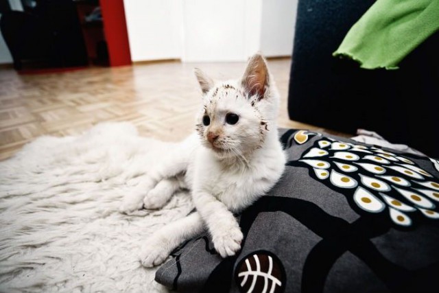 Коты и Кошки