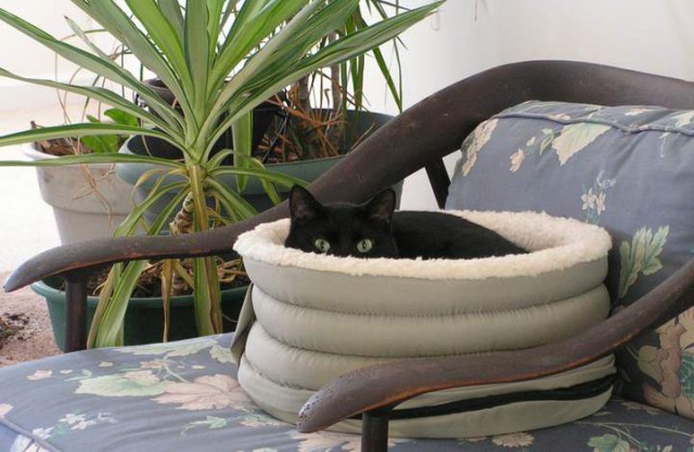 Коты и Кошки