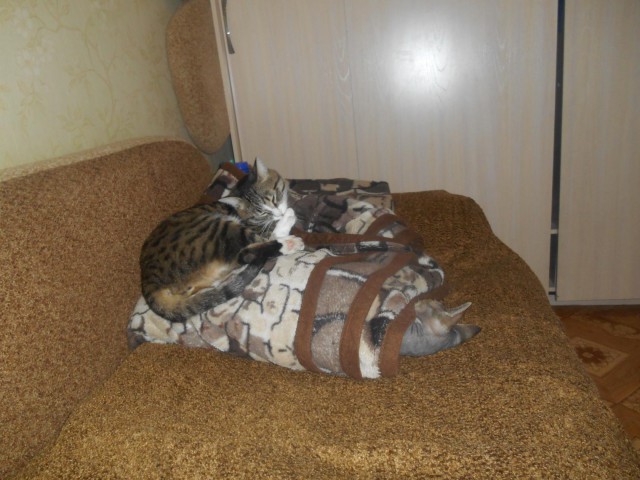 Коты и Кошки