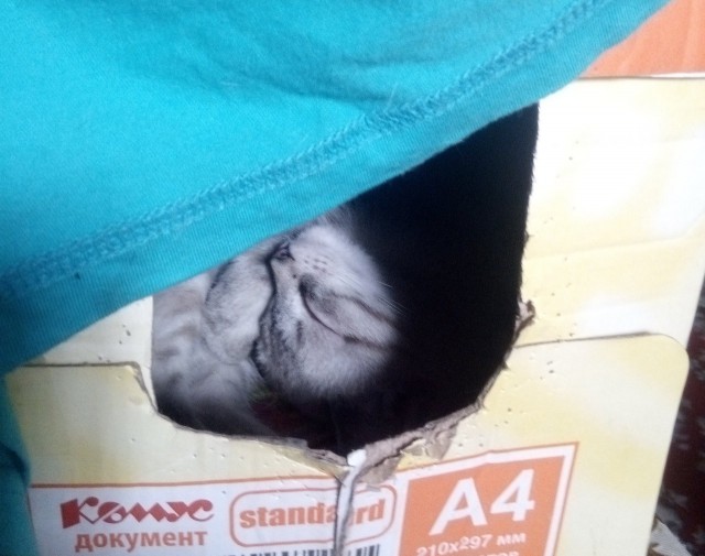 Вся красота беспородных кошек. Котовторнику посвящается.