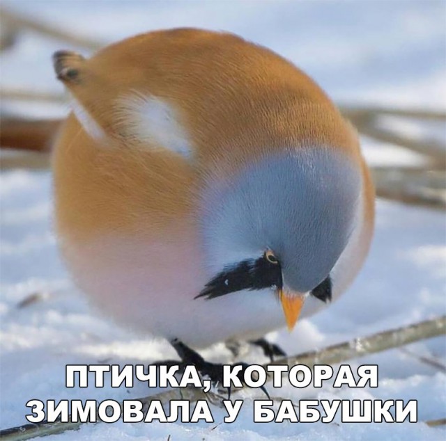 Нестандартный юмор