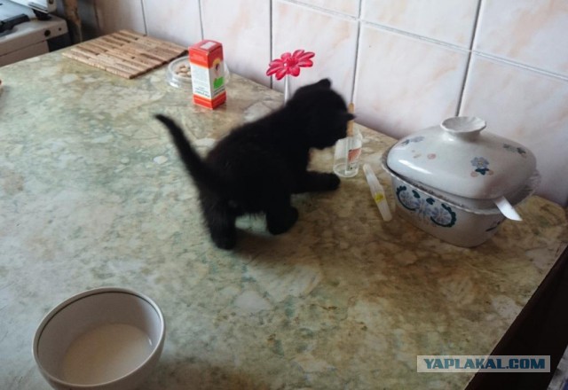 Котовторник 27.03.2018