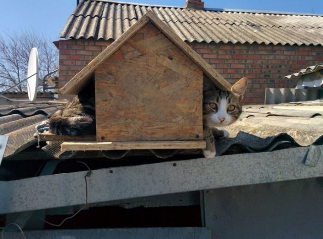 Прикольных котов пост