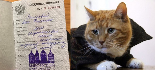 Прикольных котов пост