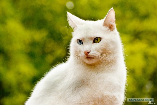 Котовторник (06.01)