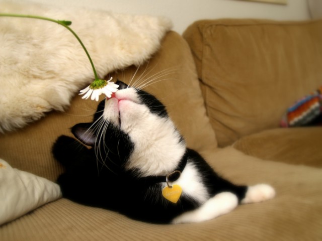 Котовторник, Весна, Цветы!