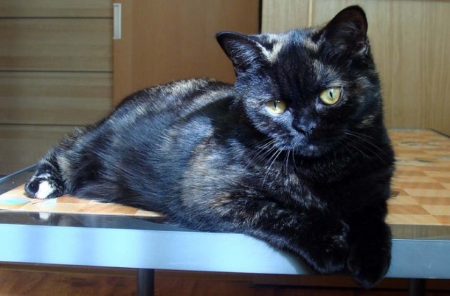 Котовторник уже сегодня!
