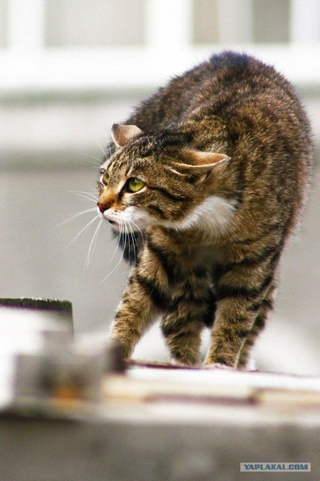 Котовторник  07.06.11
