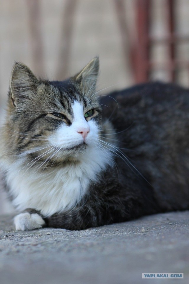 Котэшности