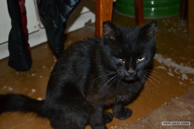 Котовторник! 11.10.11